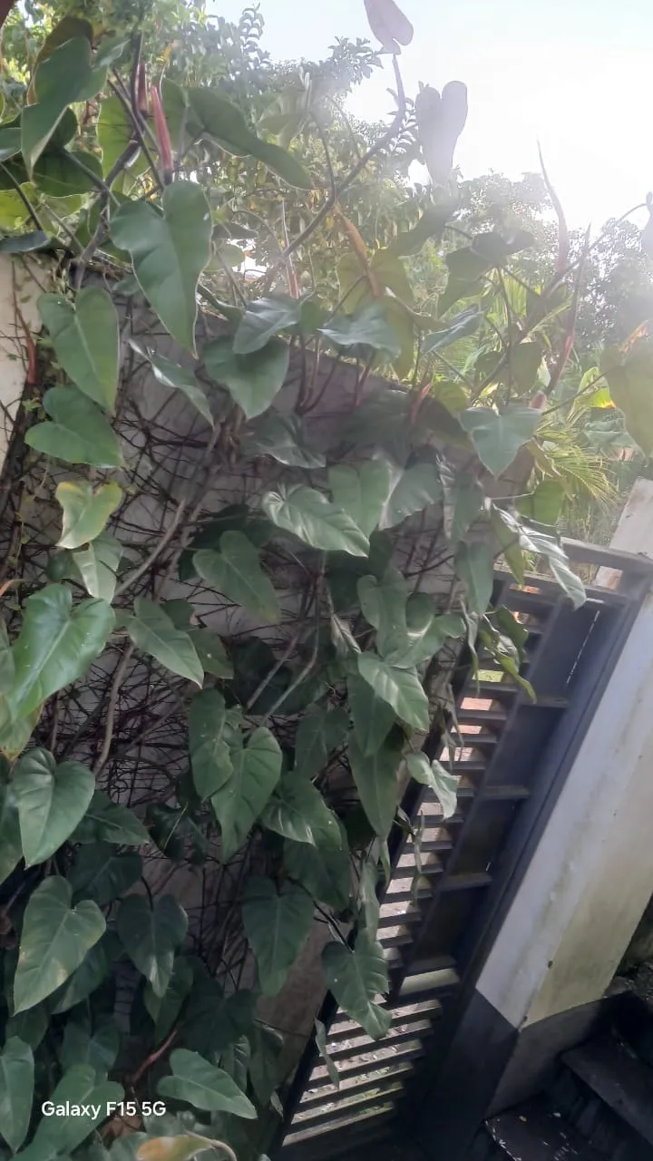 Landscape Architecture